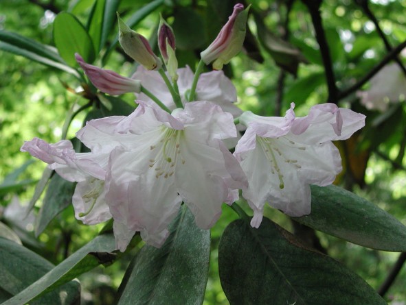 Rhododendron fortunei seed